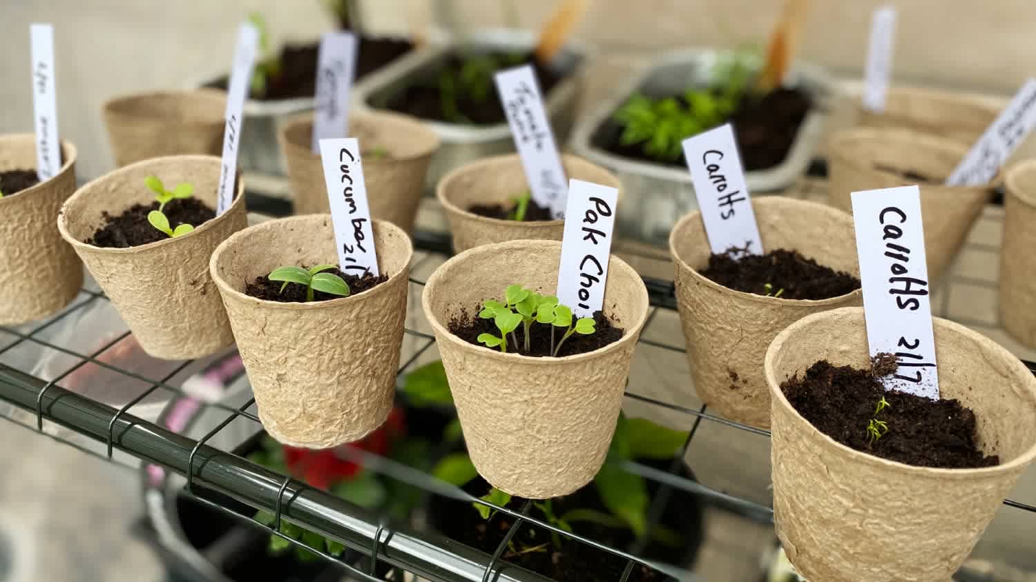 Vegetable seedlings growing in pots ready to be planted in the garden