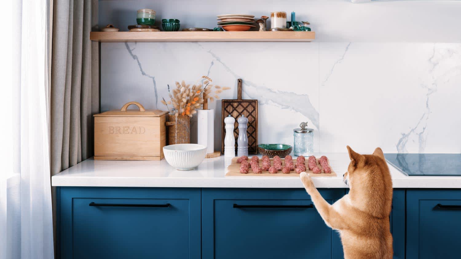 A dog in the kitchen