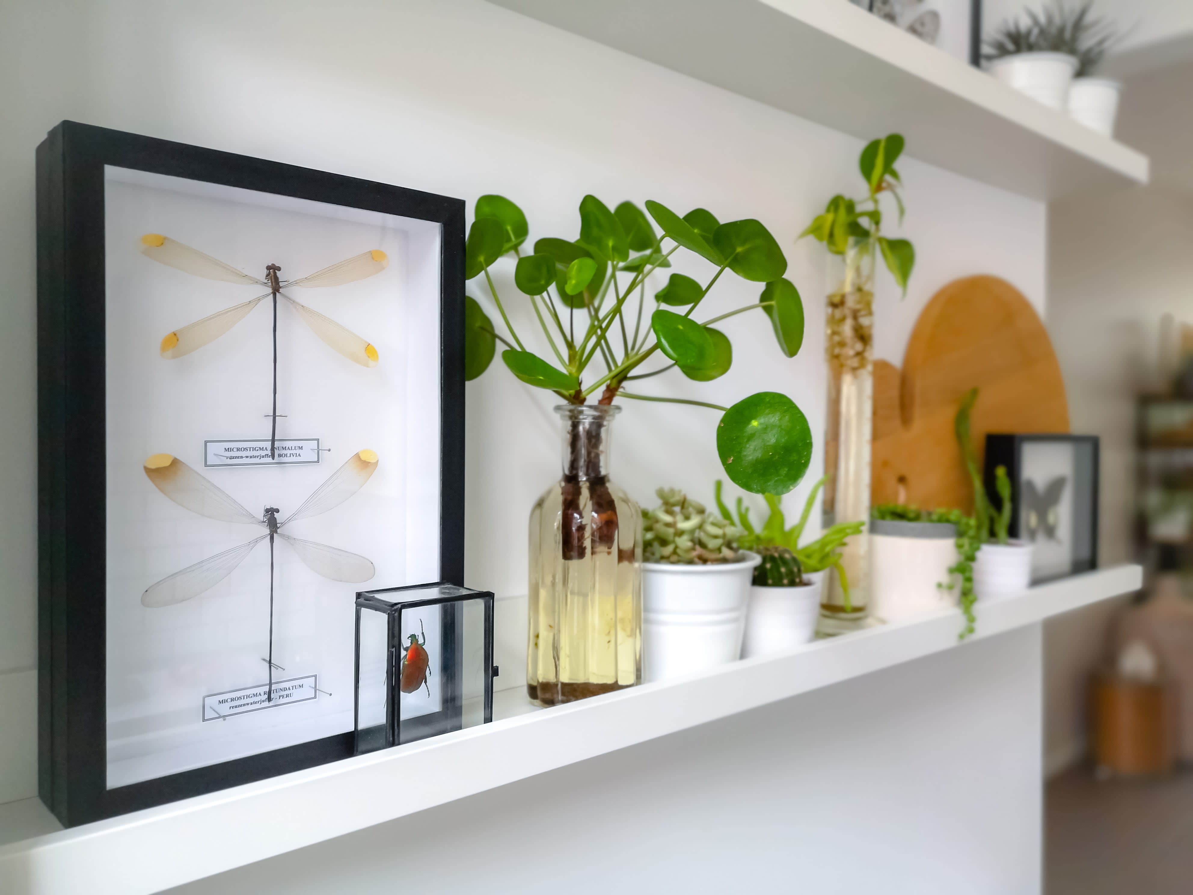 A white floating shelf with plants and framed decor
