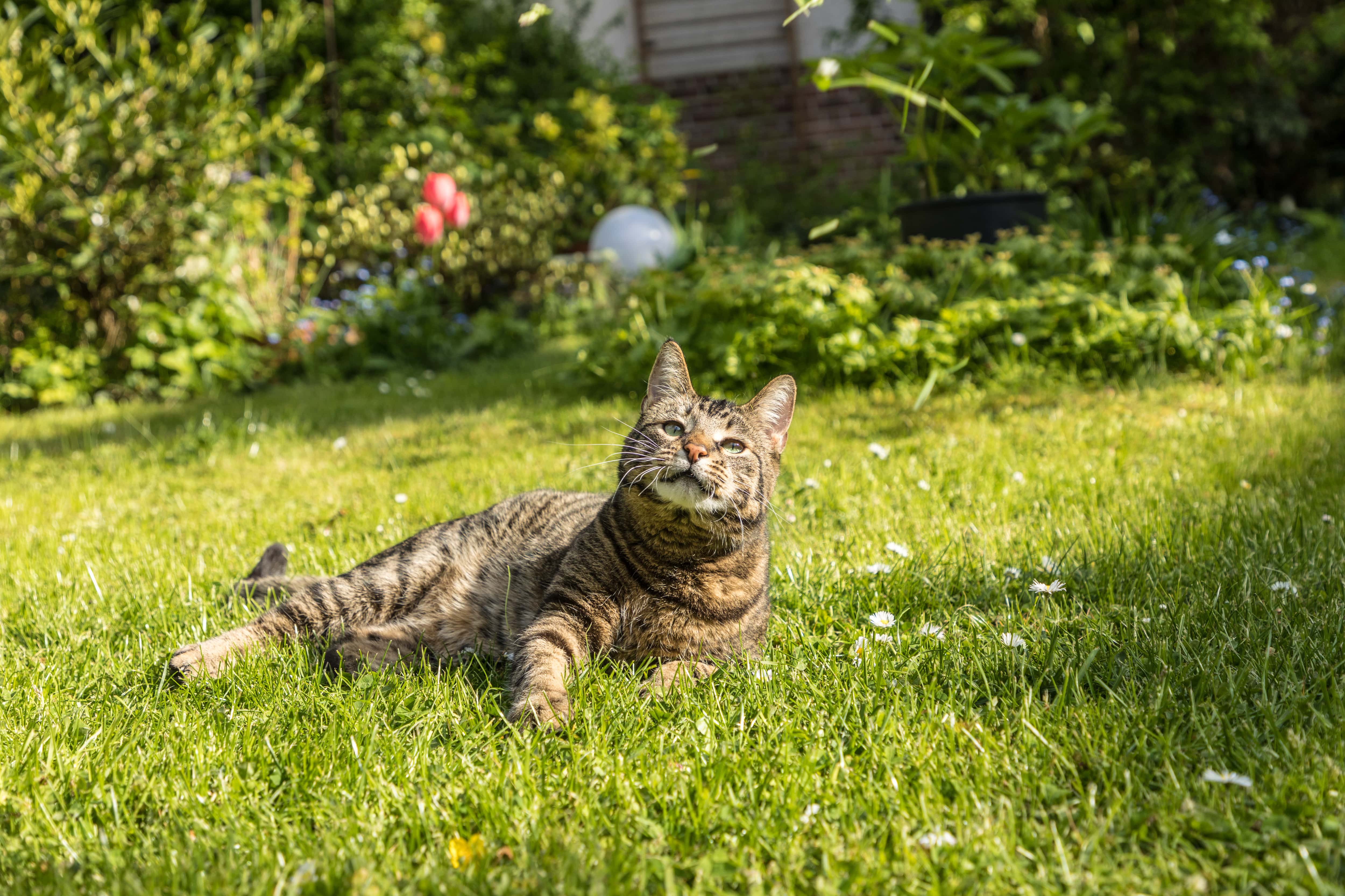 A cute cat laying in the grass