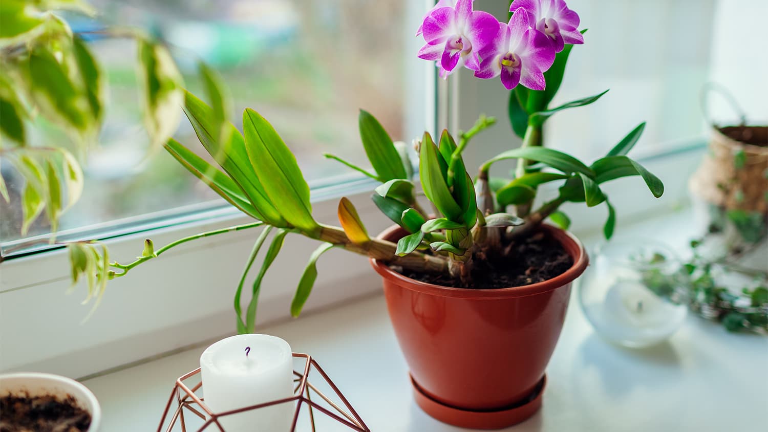 personalized window sill with plants and candles