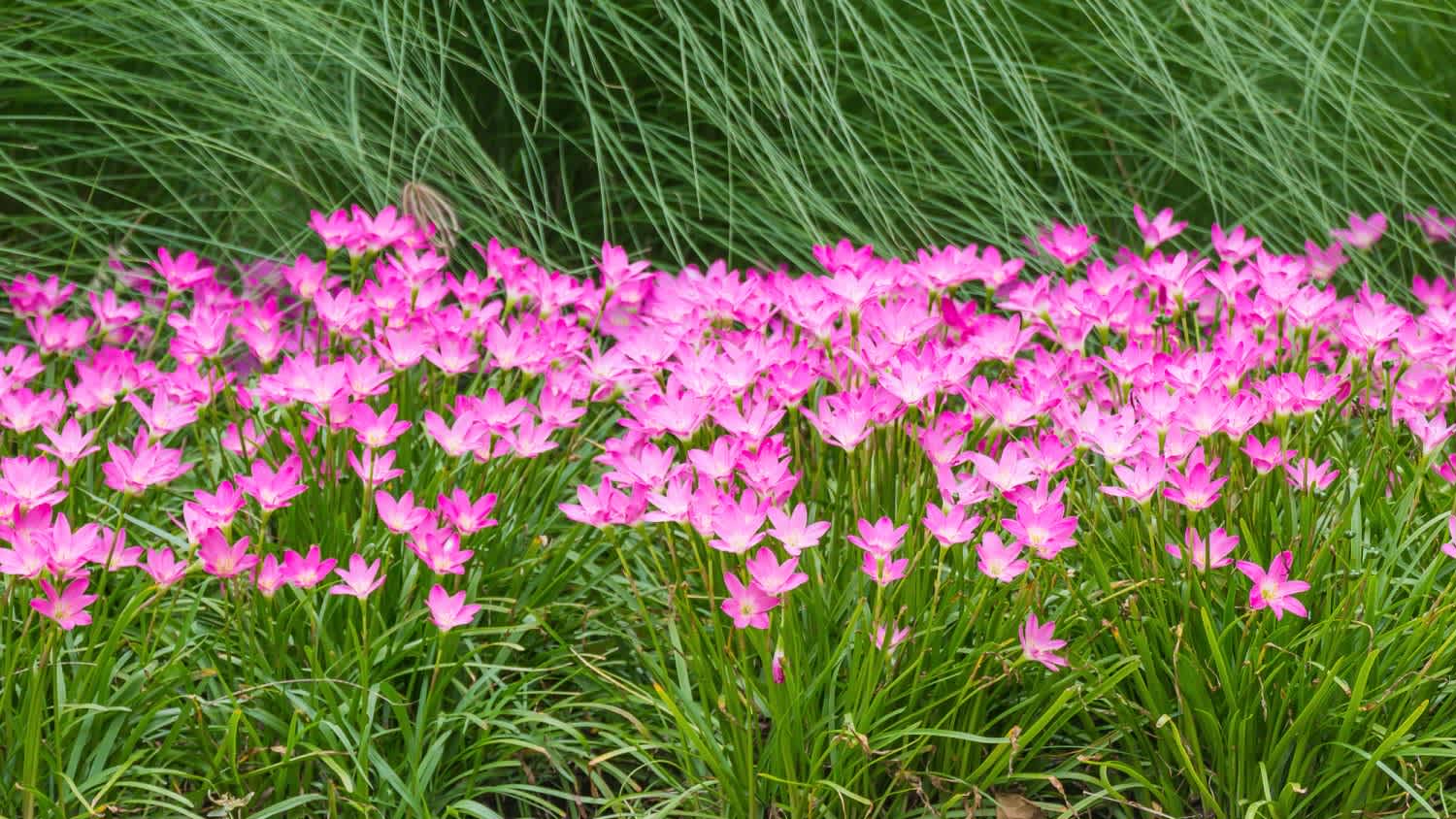Pink rain lily flower in garden