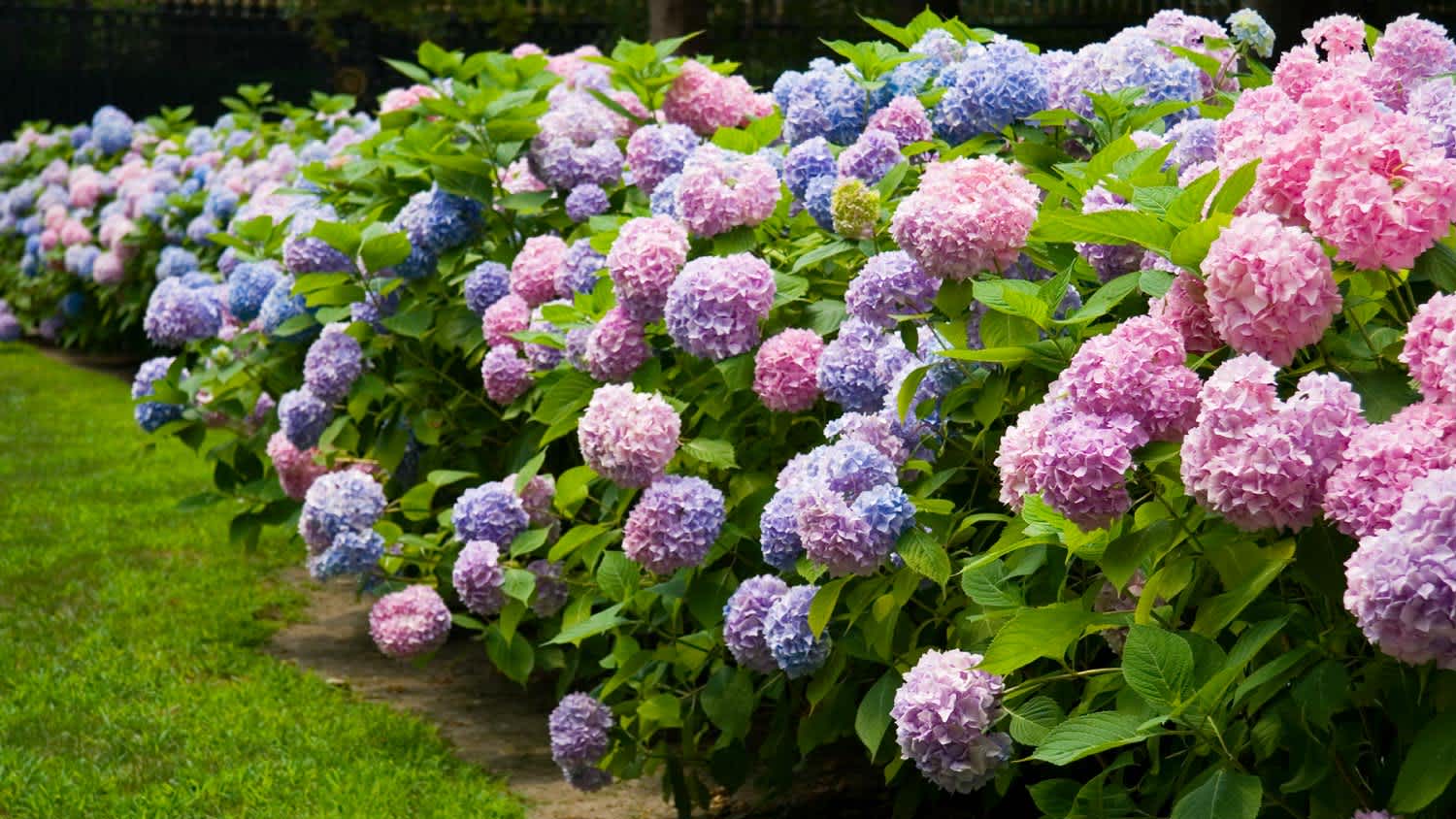 Pink and blue hydrangea bushes