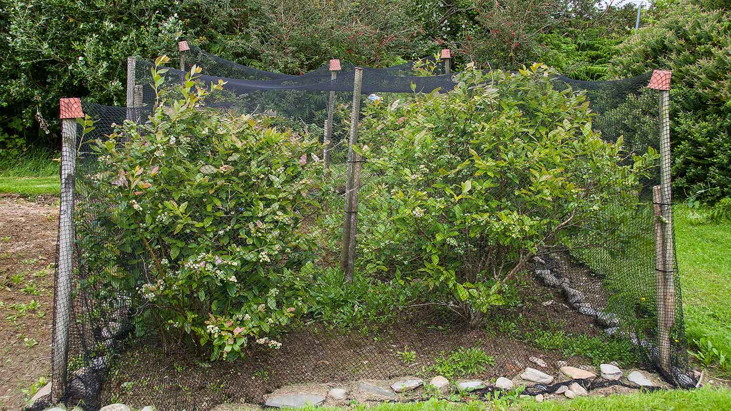 Blueberry bushes covered with protective net