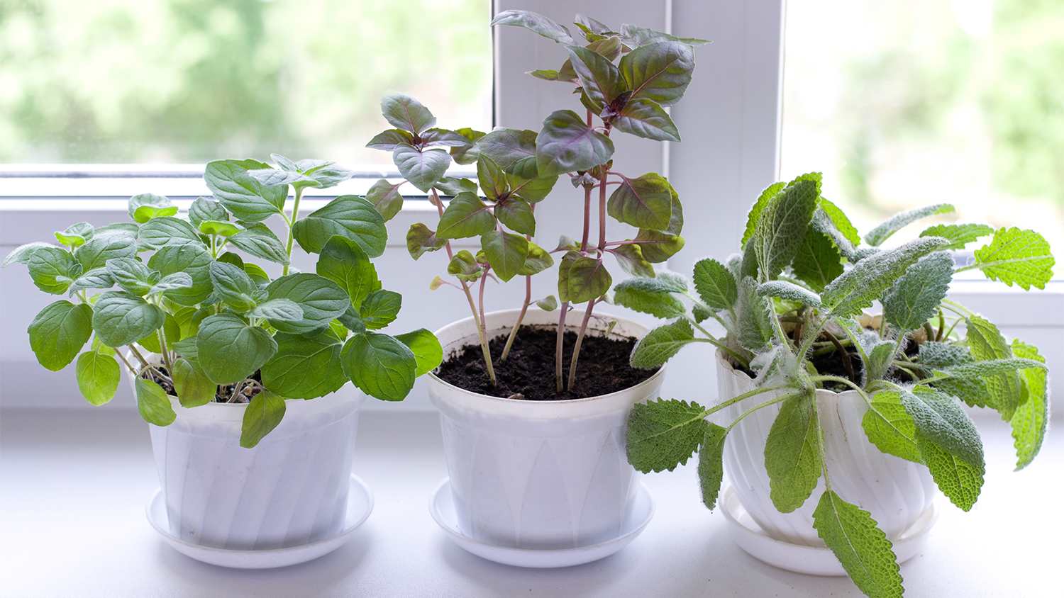 herbs in window garden