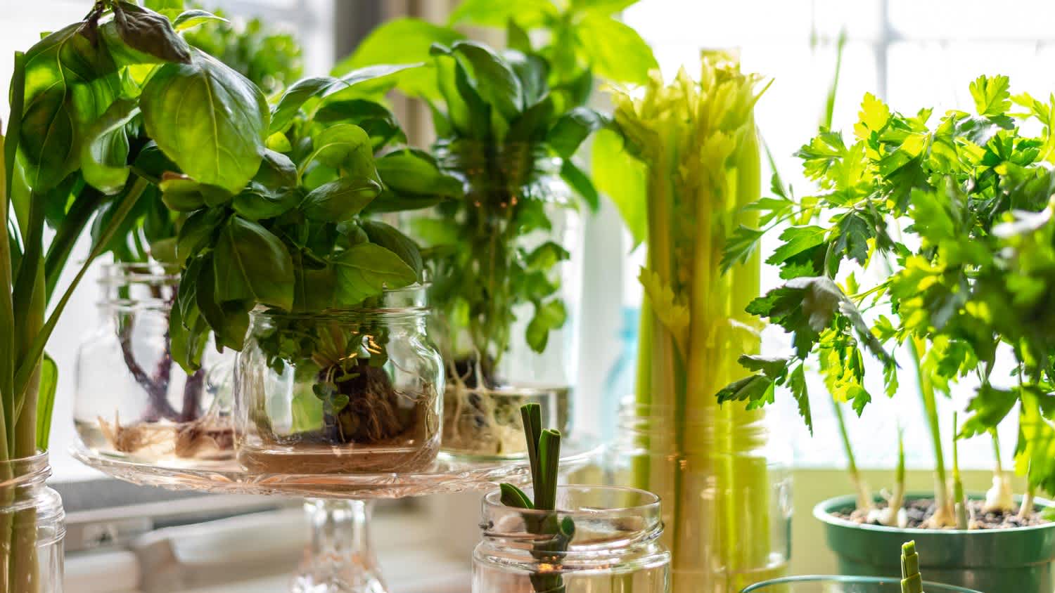 Herbs and vegetables getting sunlight on a garden window