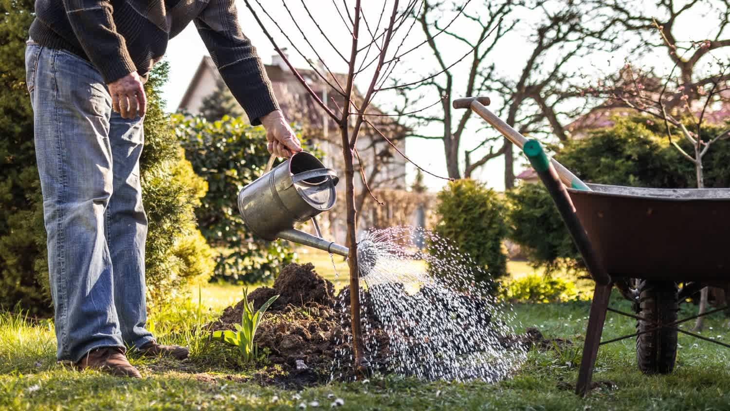 A man watering planted fruit tree at his backyard