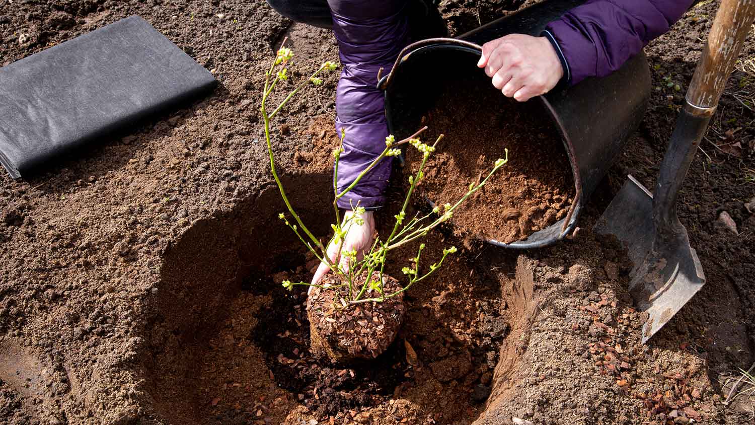 Planting blueberry bush with acidic soil