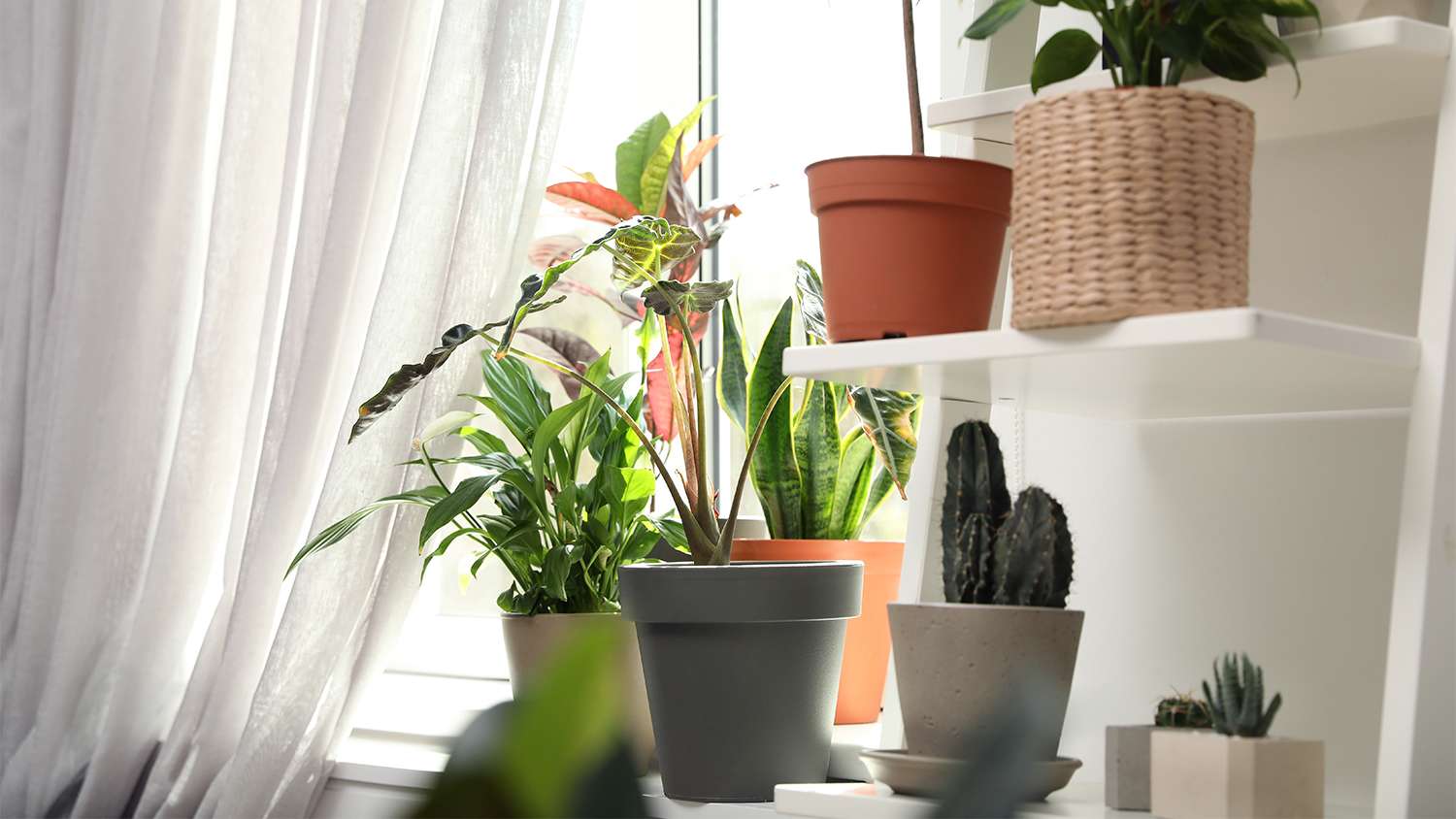 plants on shelf near window with curtain