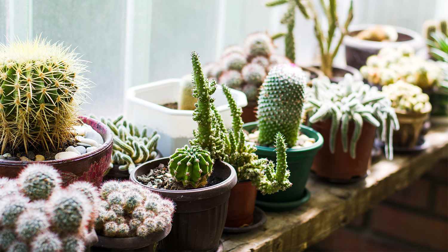 succulent plants on windowsill