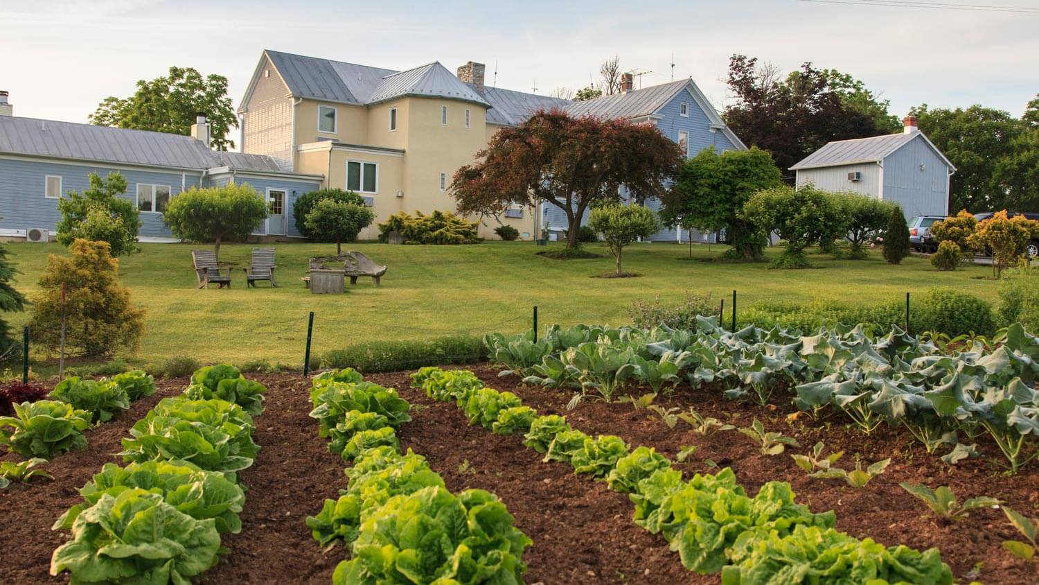 The backyard of a house with vegetables growing