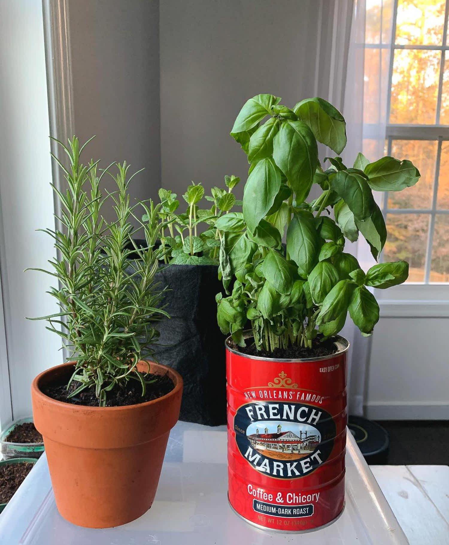A coffee can with plants