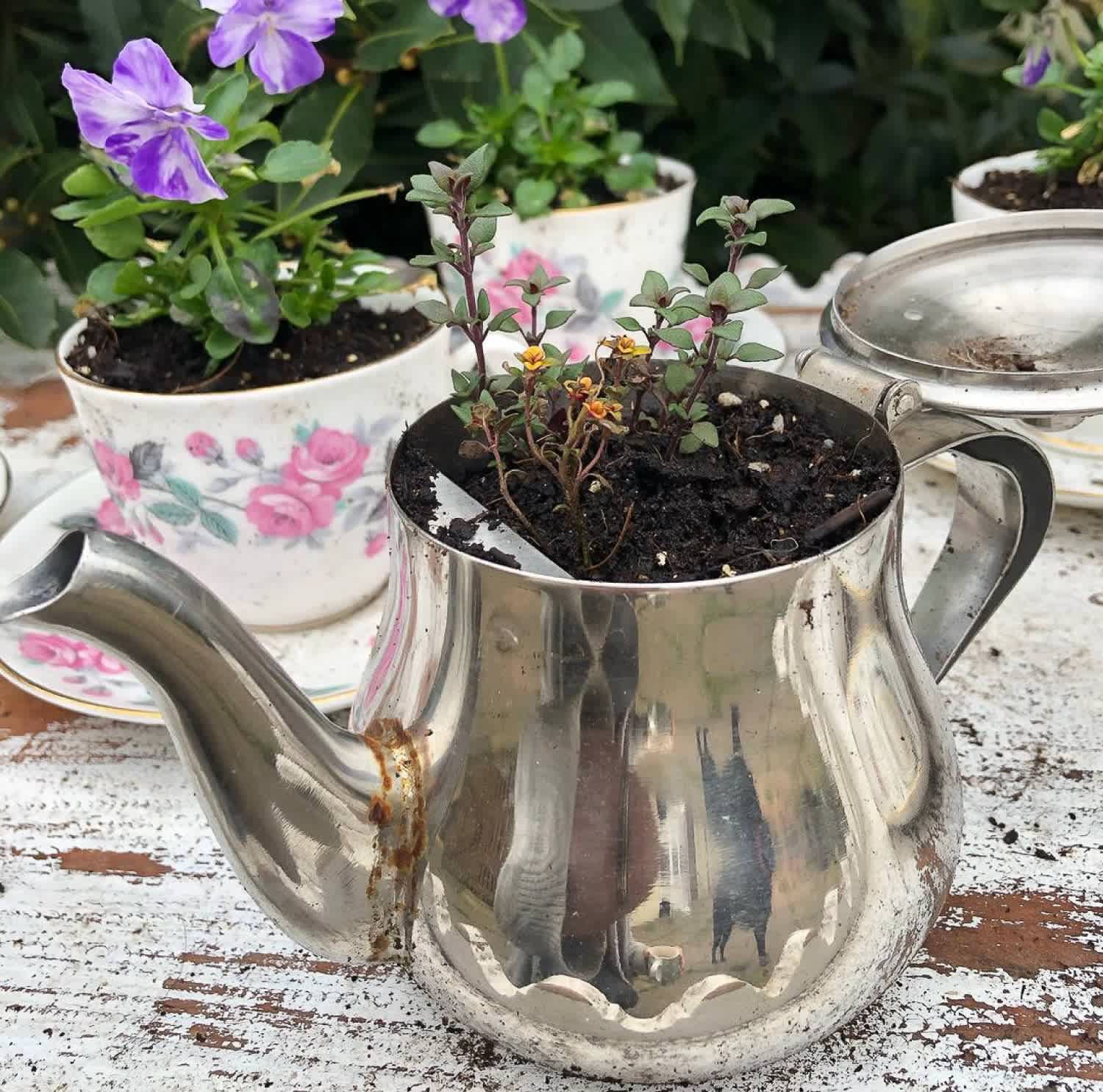 A silver teapot garden