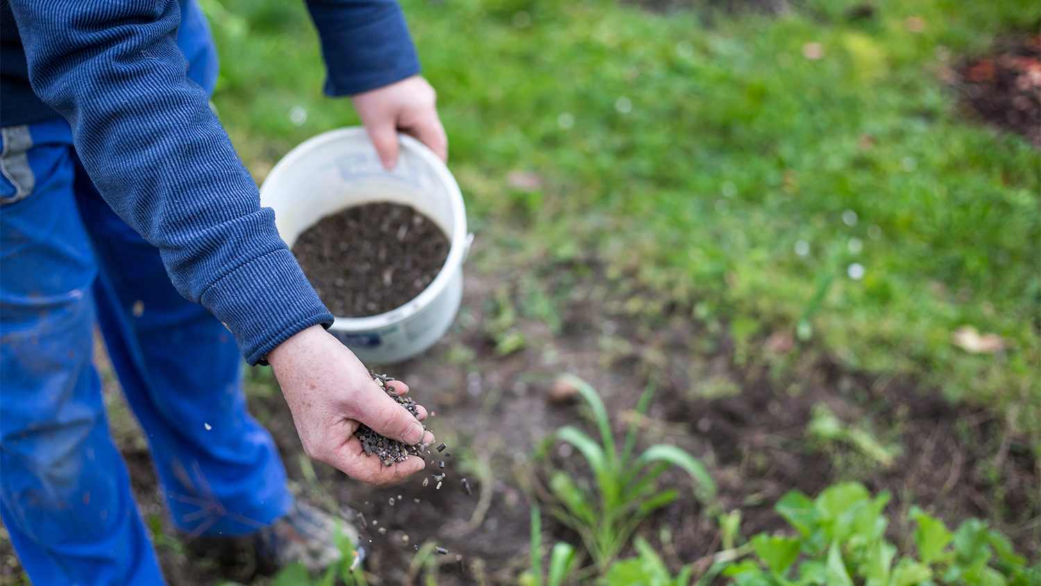 organic Fertilizer in garden