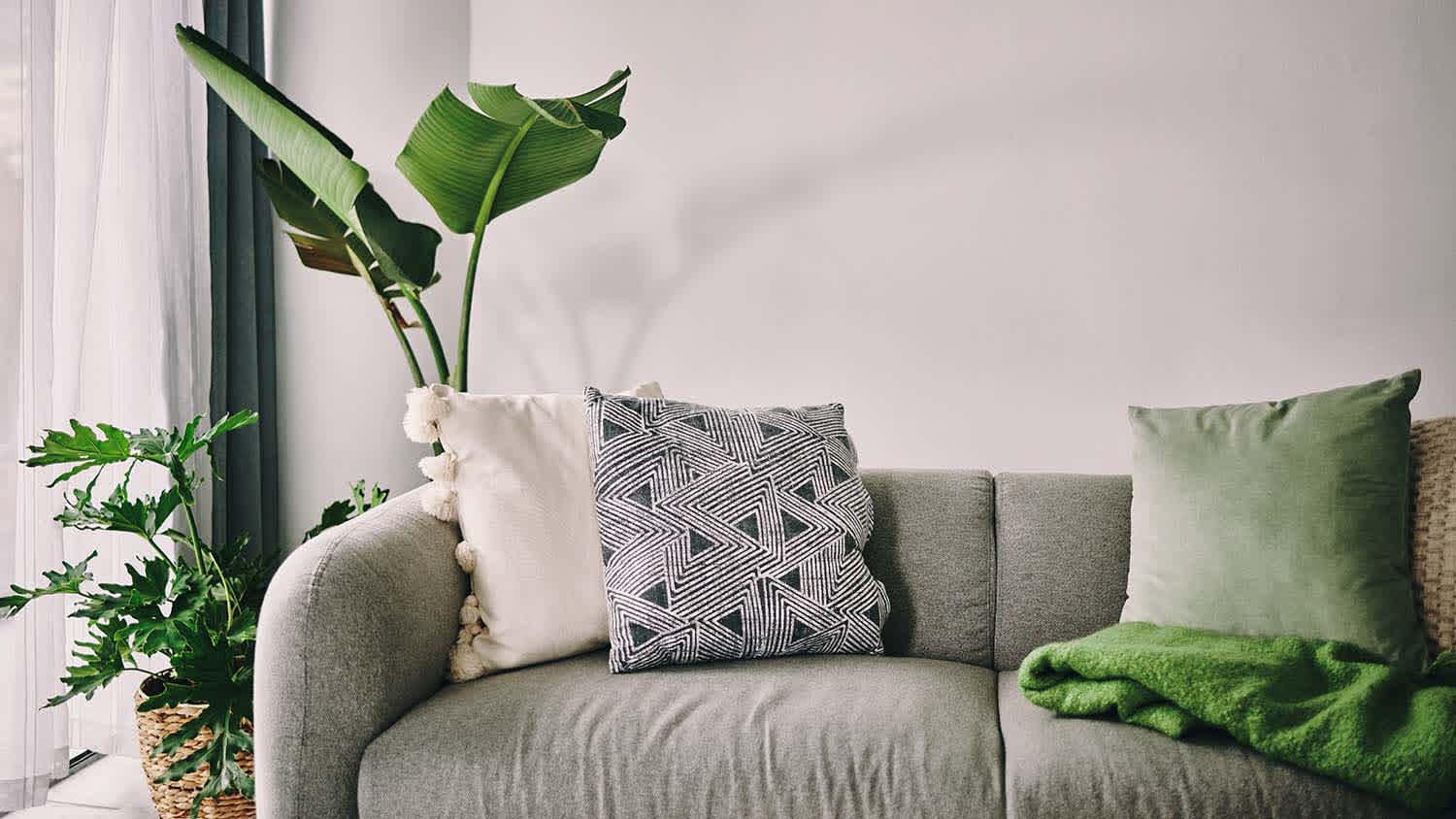 couch by window with big plant behind it