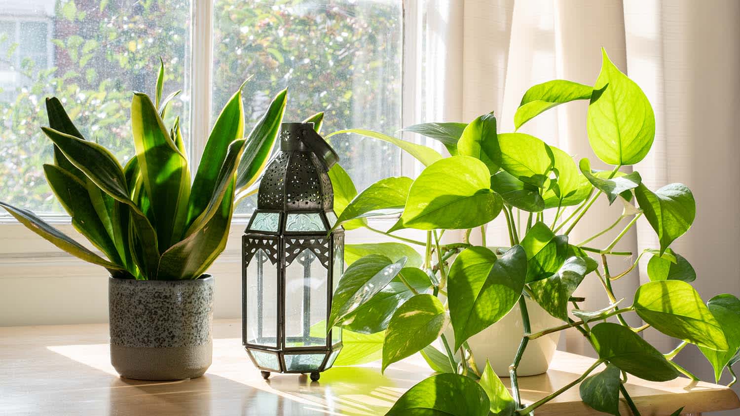 plants on table by window