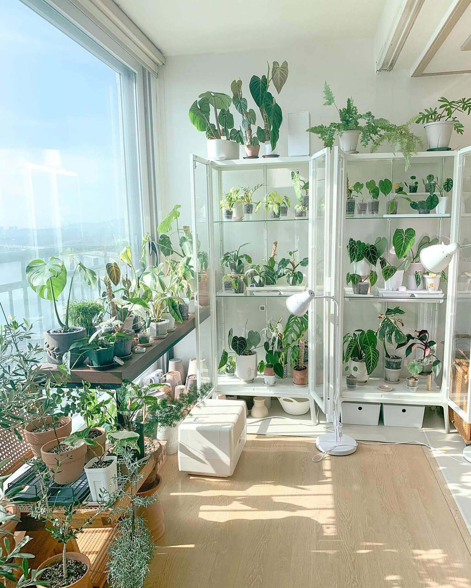 A bright room with a double greenhouse cabinet
