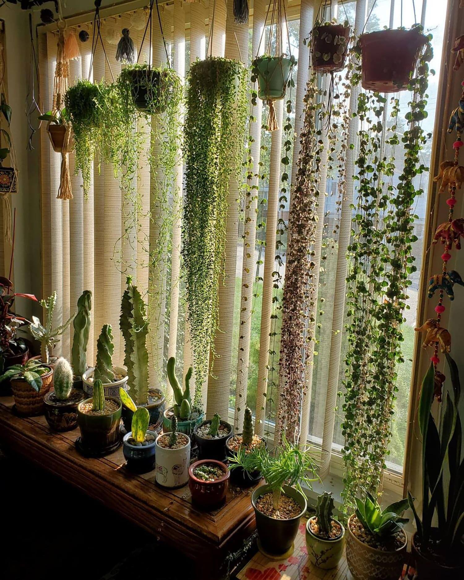 Pots of hanging plants creating curtains
