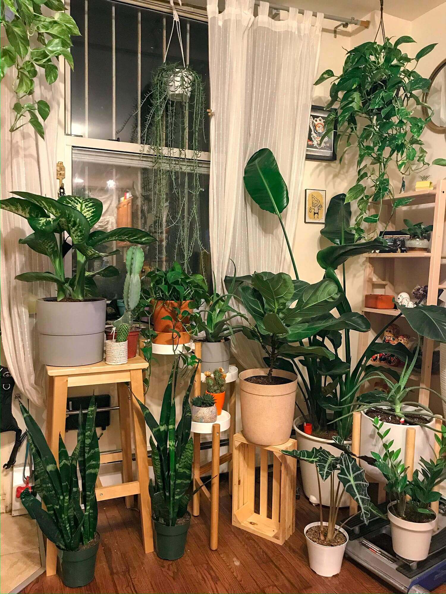 A living room corner filled with various houseplants