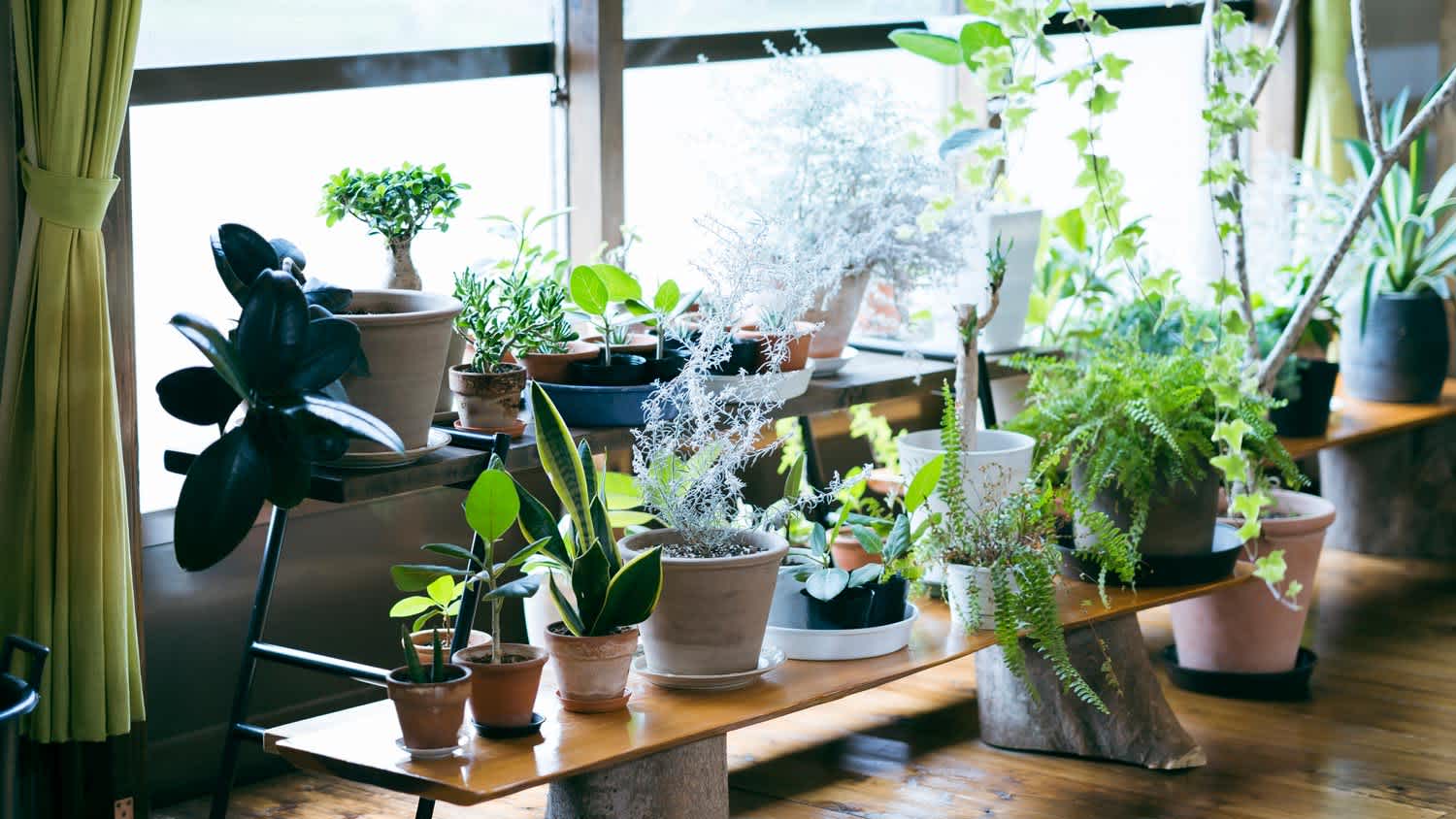 Plant pots lined up on a bright windowsill