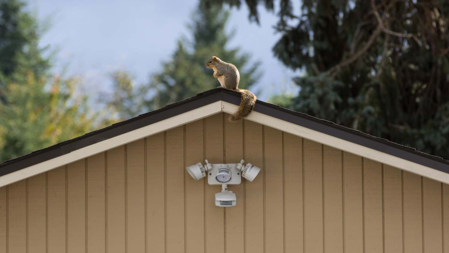 A squirrel on the top of a roof