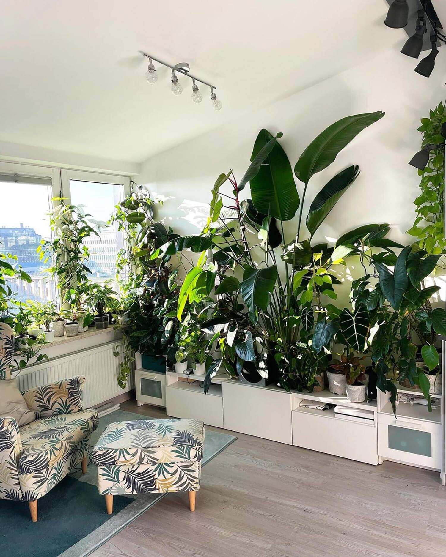 Tall plants creating a living wall in the interior of a house