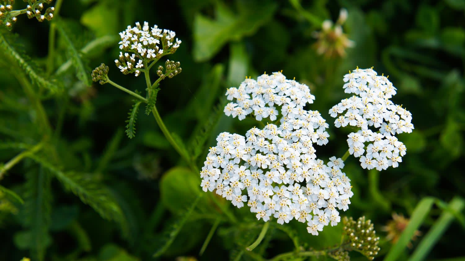 A close-up of a yarrow plant