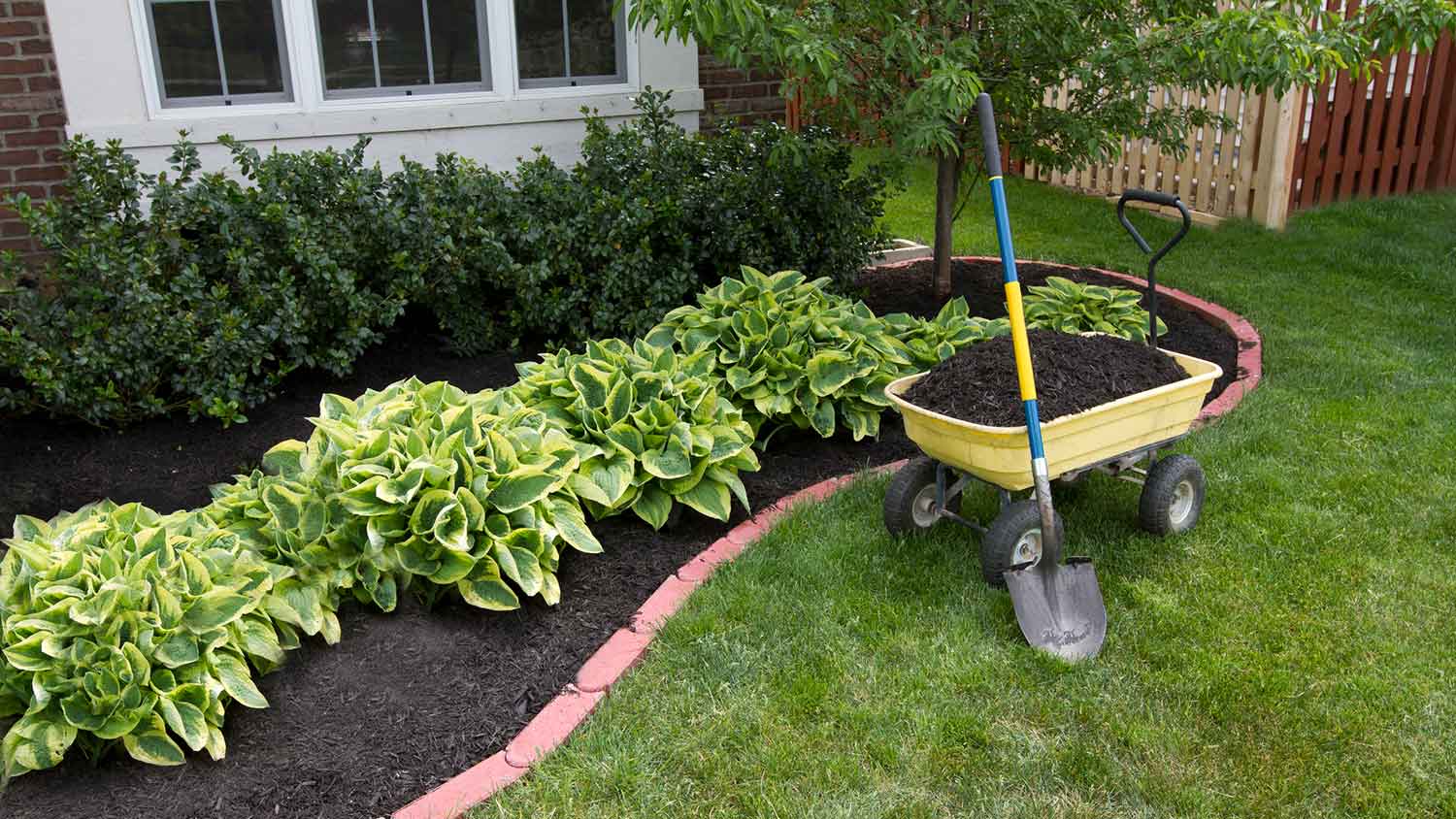 Yellow wheel barrel with mulch in the front yard