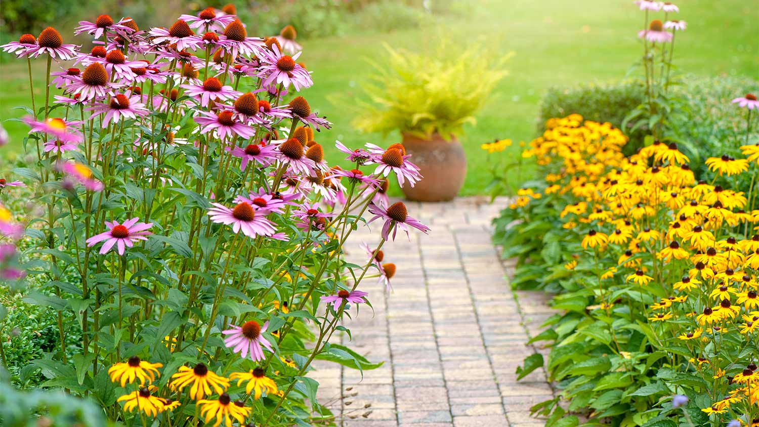 Yellow and pink flowers in yard