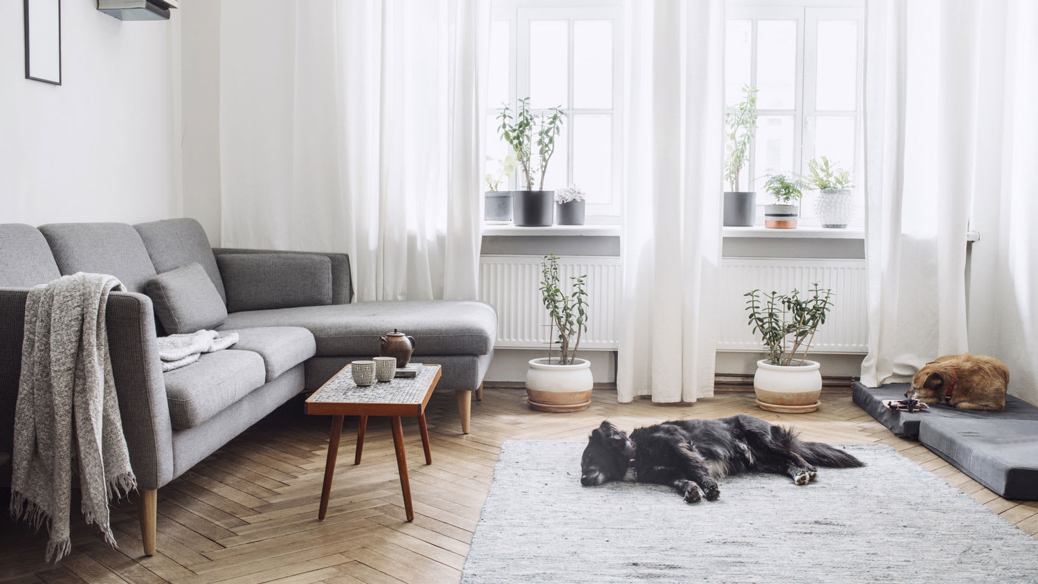 A living room with two dogs relaxing and long curtains on short windows