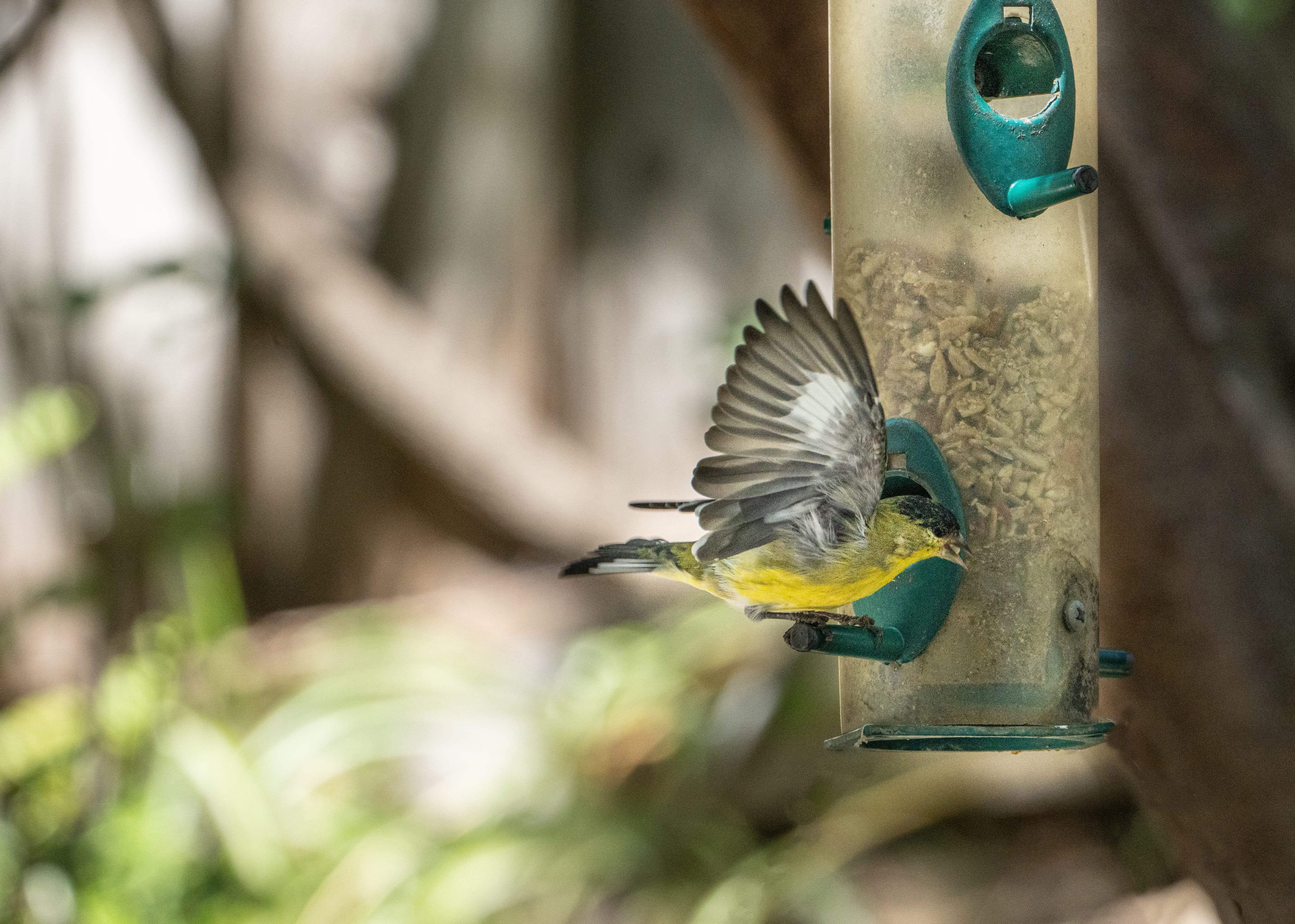 Closeup of bird eating from bird feeder