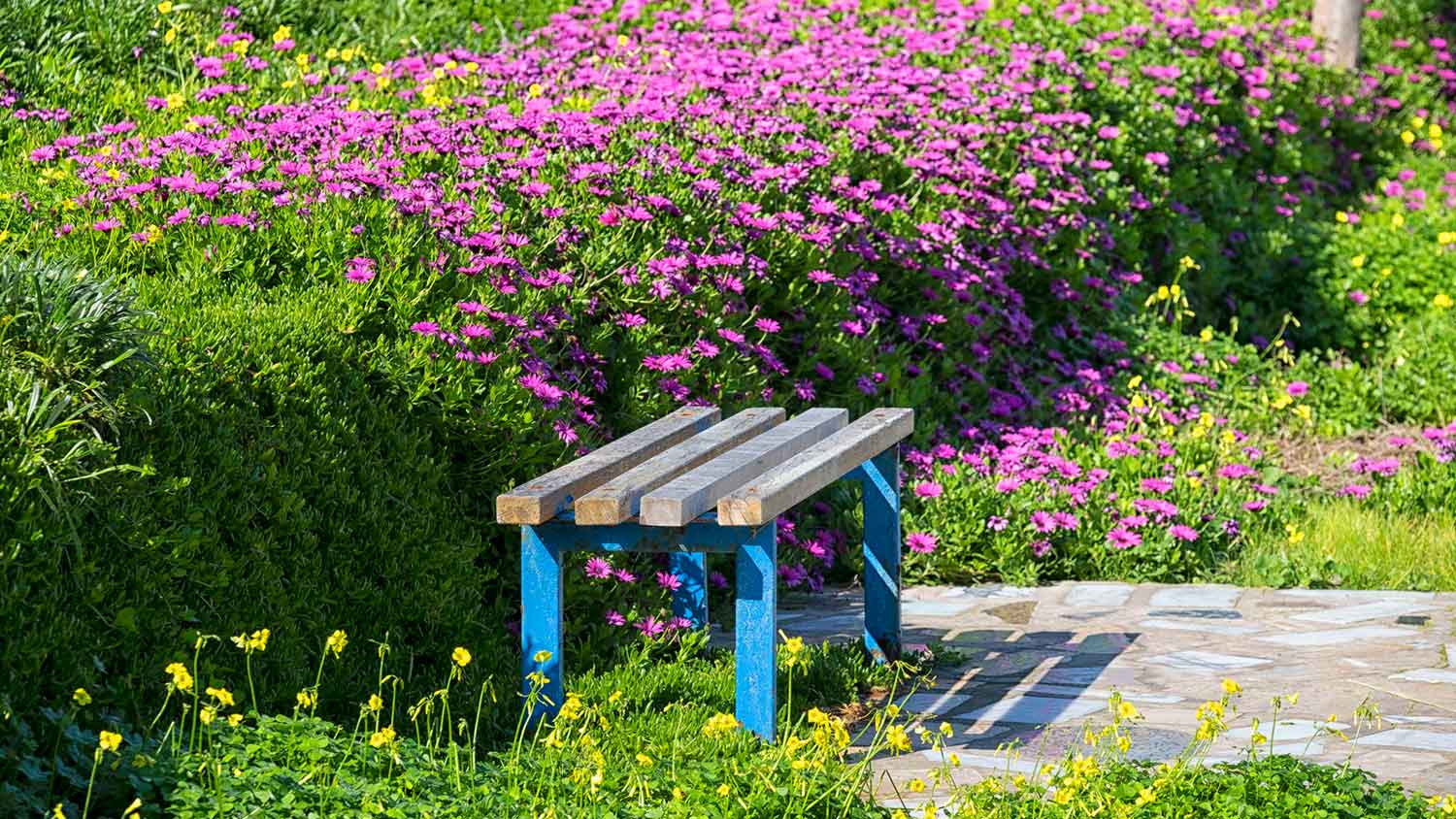 Blue wooden bench and purple flowers in the garden