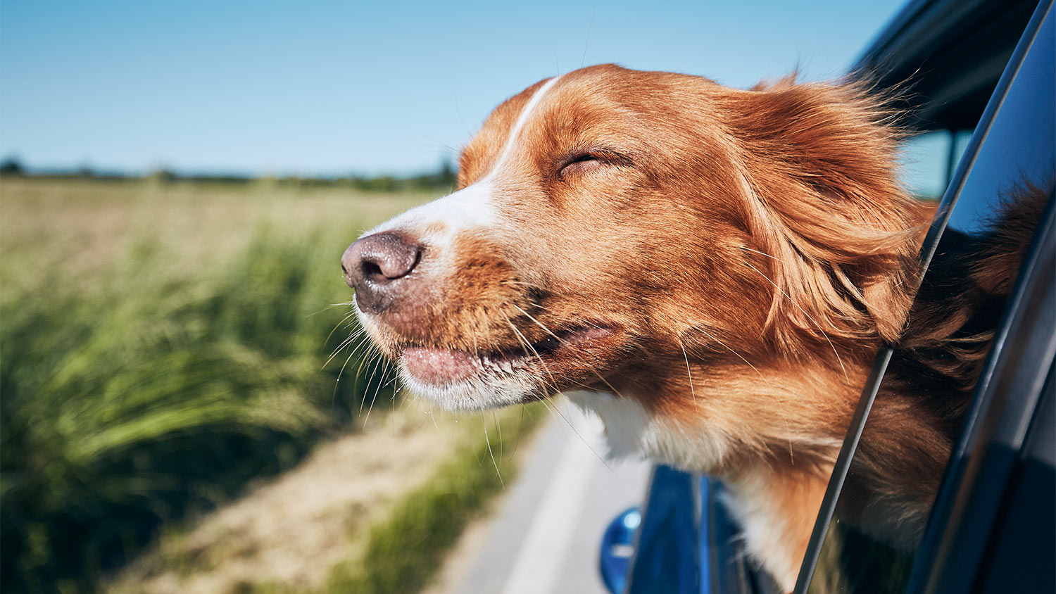 Dog hang out of window