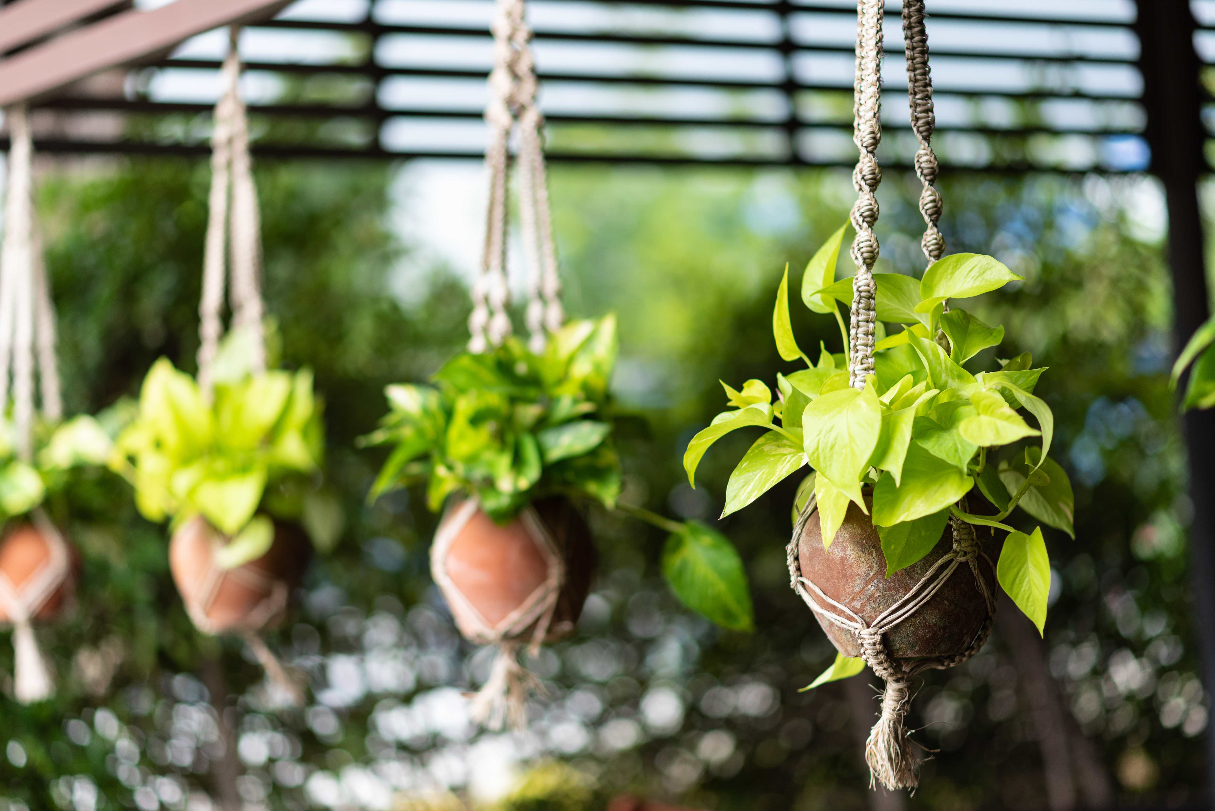 Hanging macrame potted plants