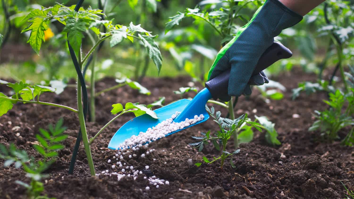 A farmer giving granulated fertilizer to plants