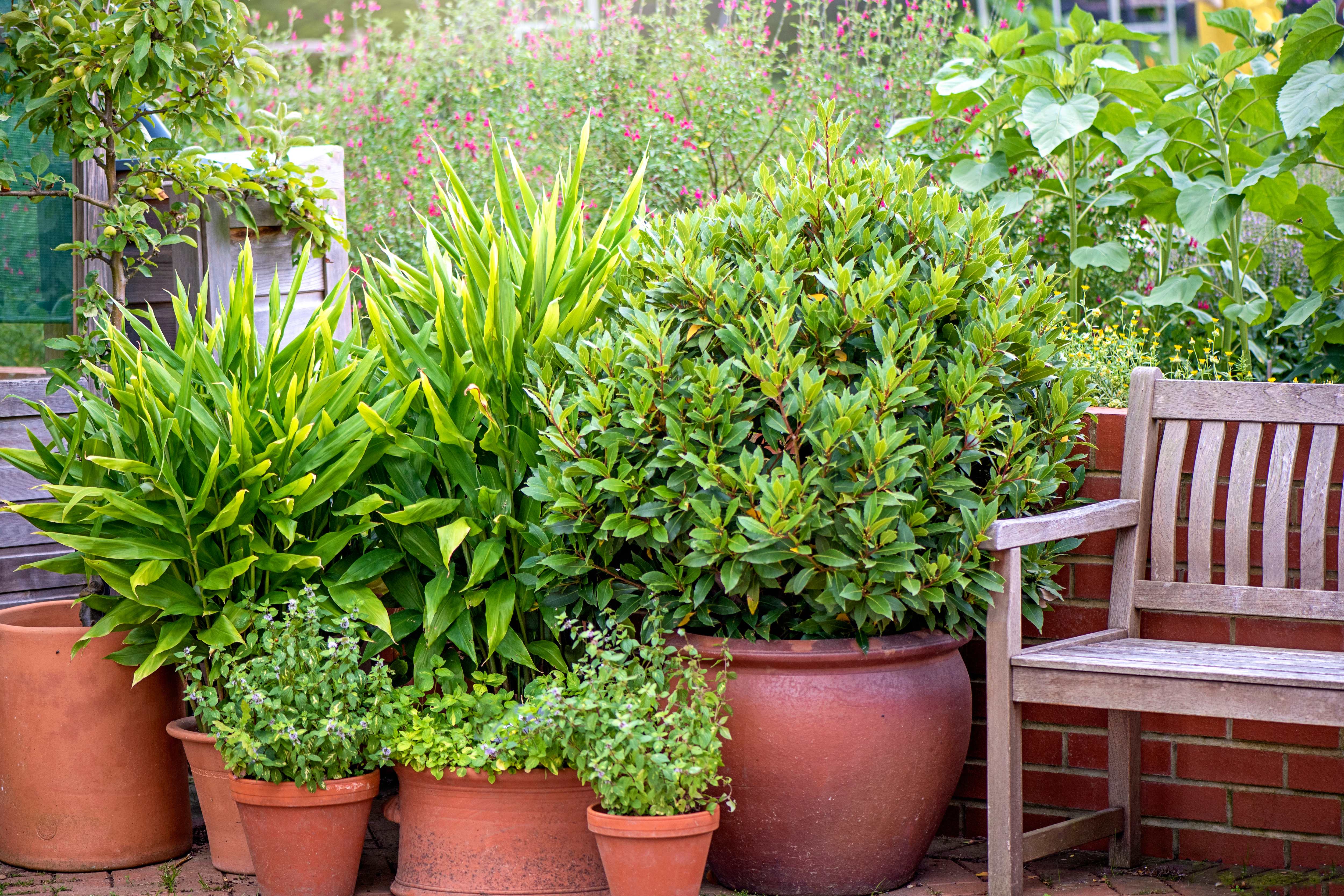 Container garden next to outdoor bench