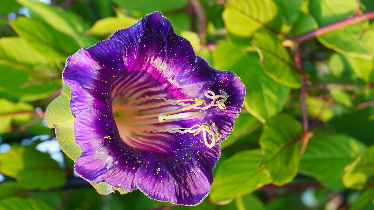 Purple flower green bush