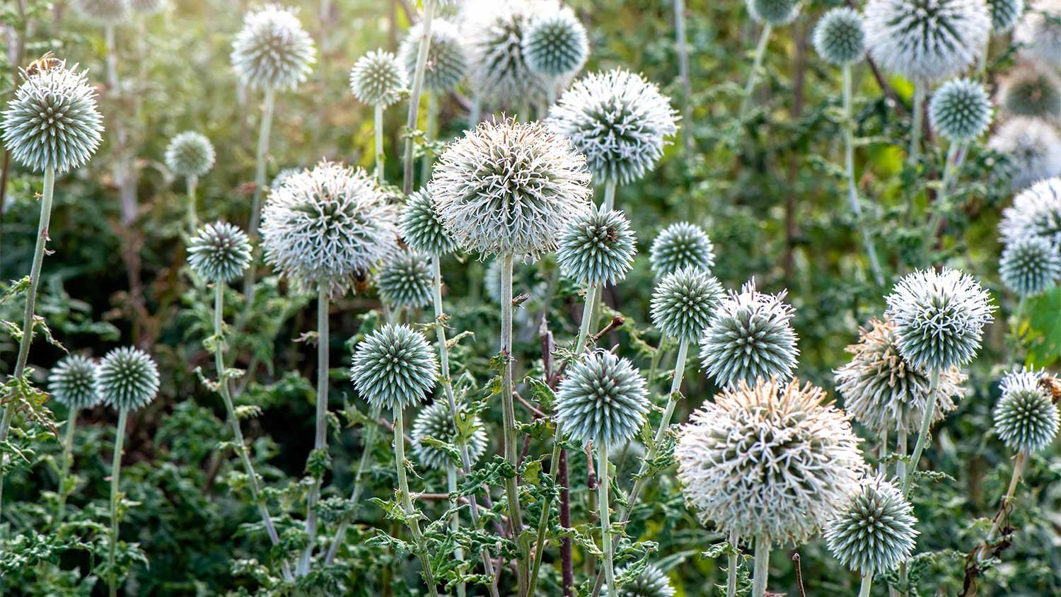 White round flowers garden