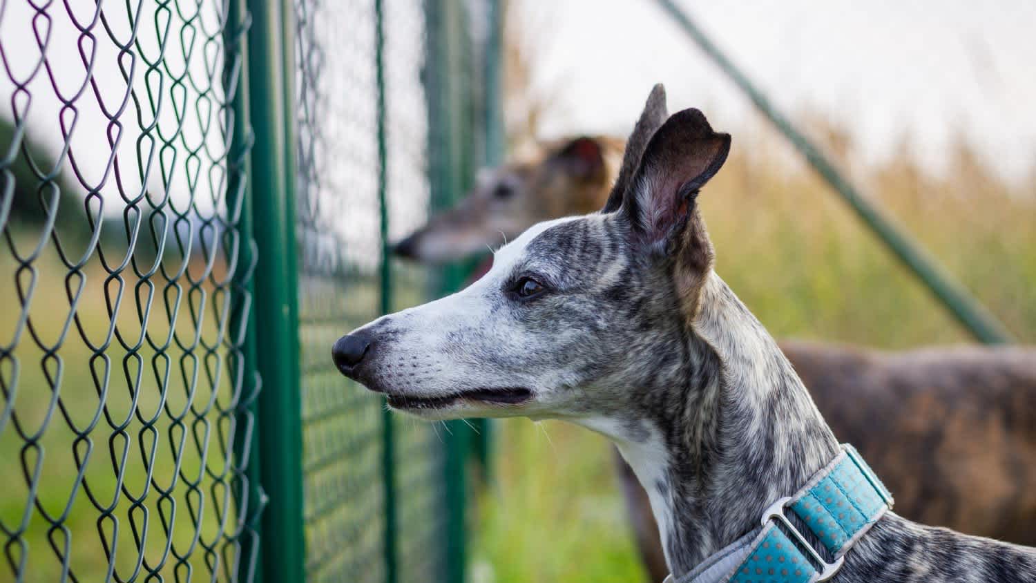 Two dogs guarding backyard behind chain link fence