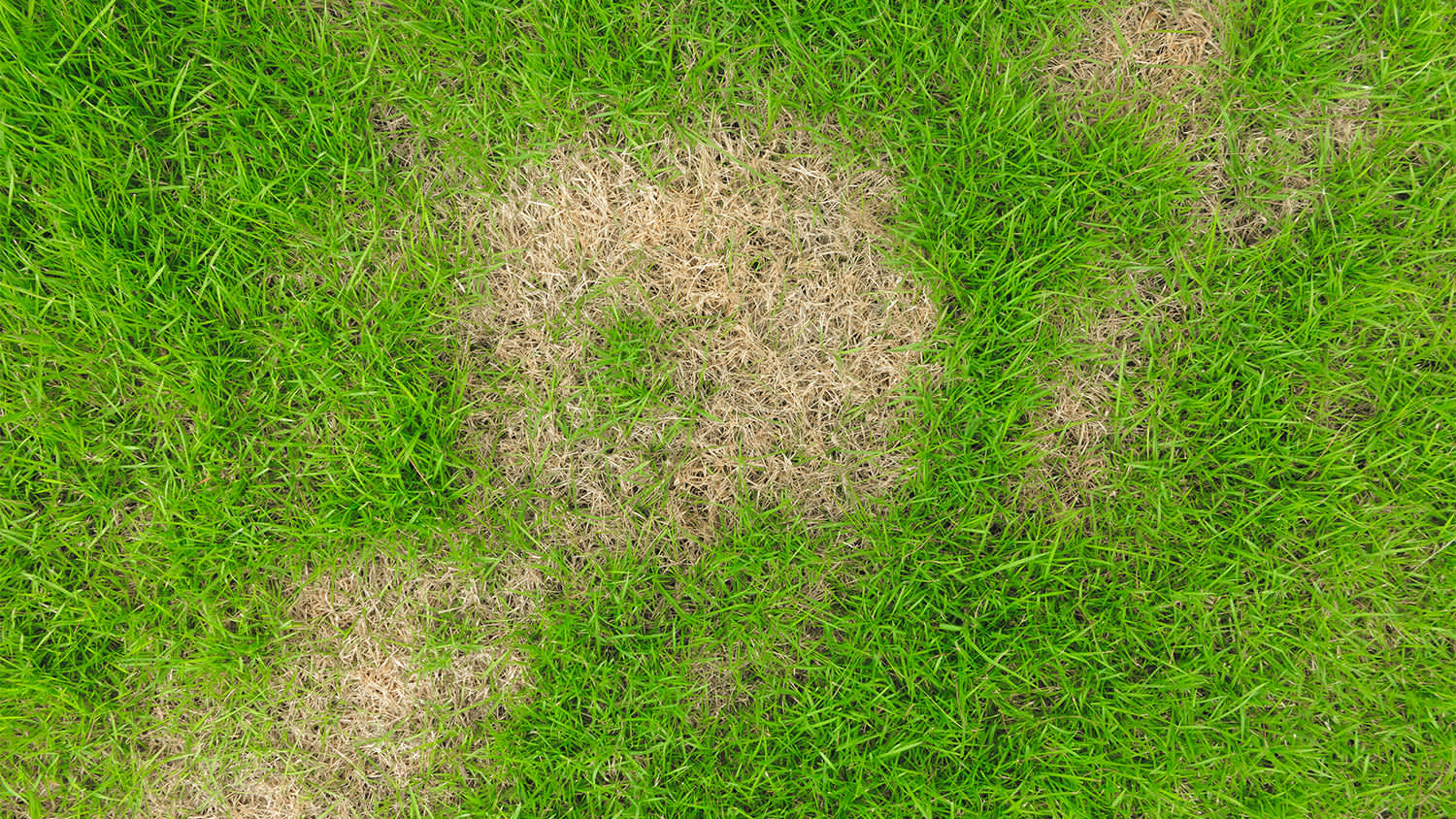 grass with patchy brown areas