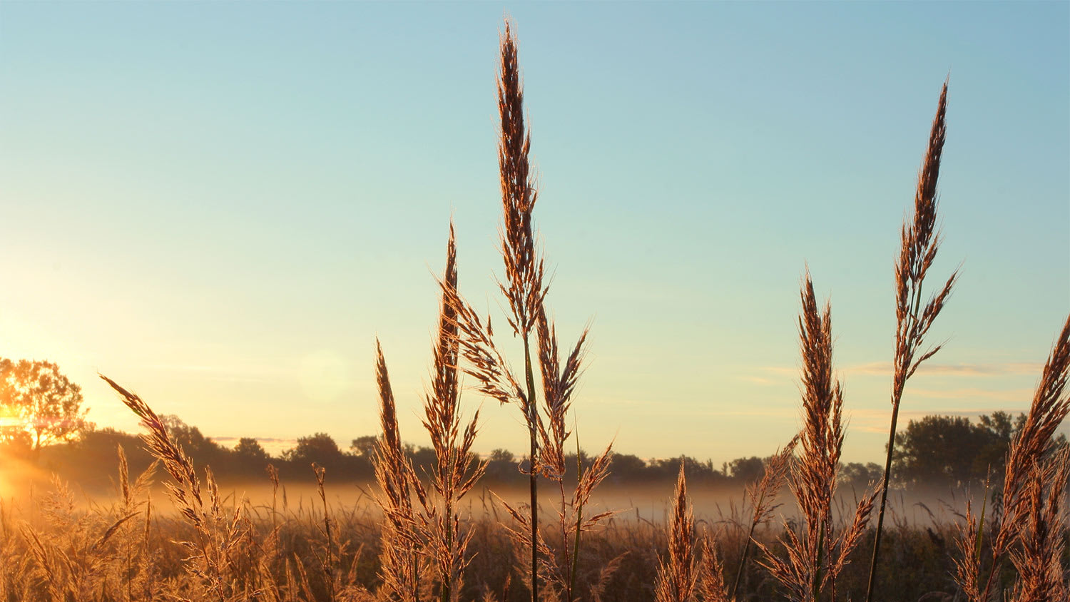 Blue blue stem sunset