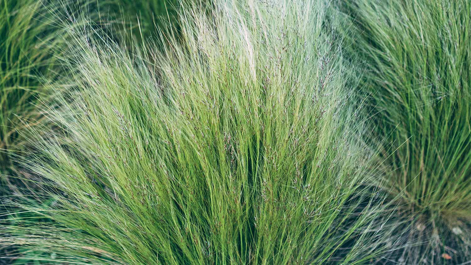 Prairie dropseed yard grass