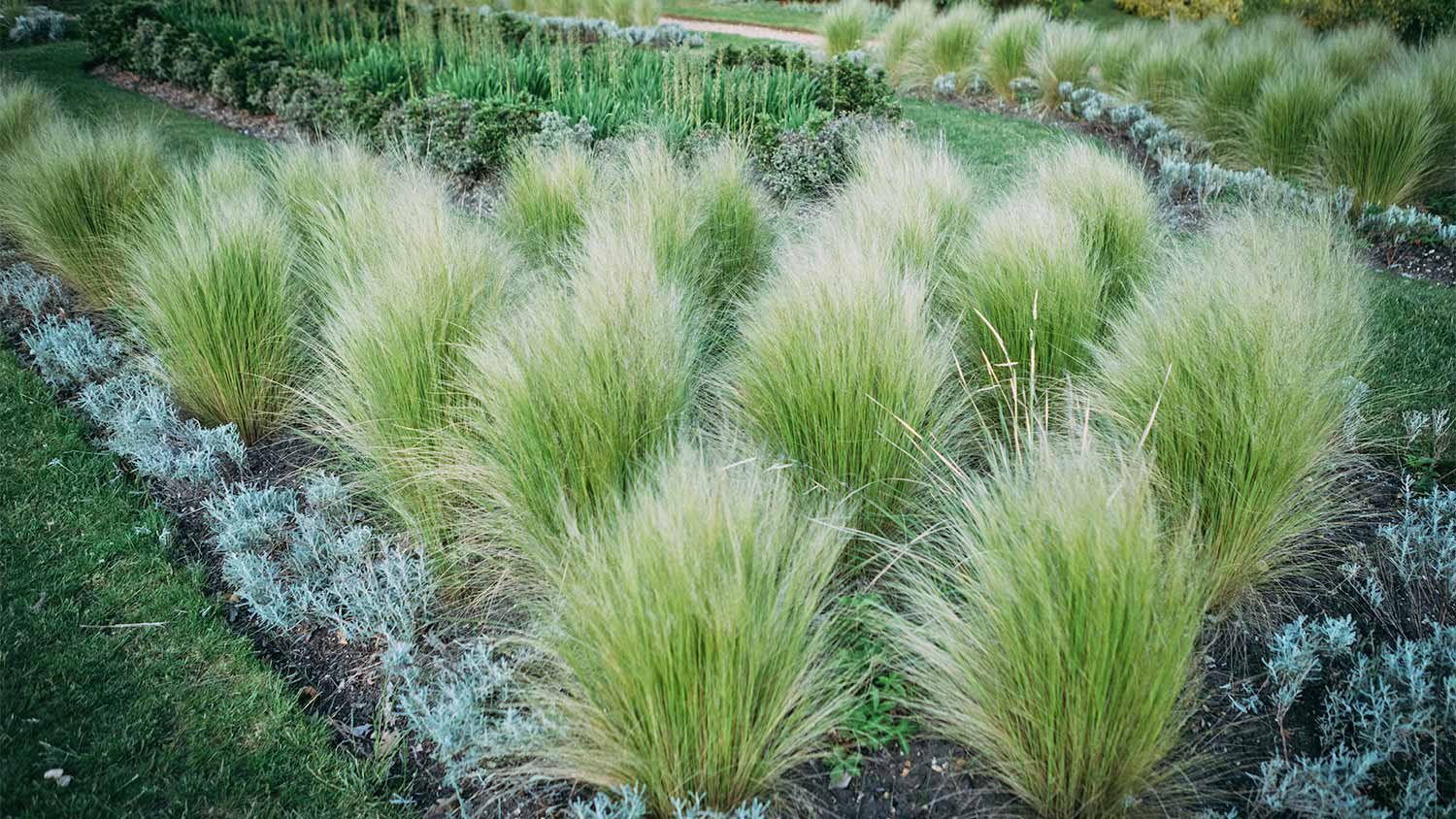 Prairie dropseed yard landscape
