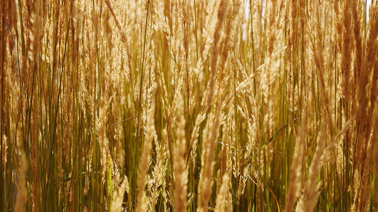 Feather reed grass against the blue sky