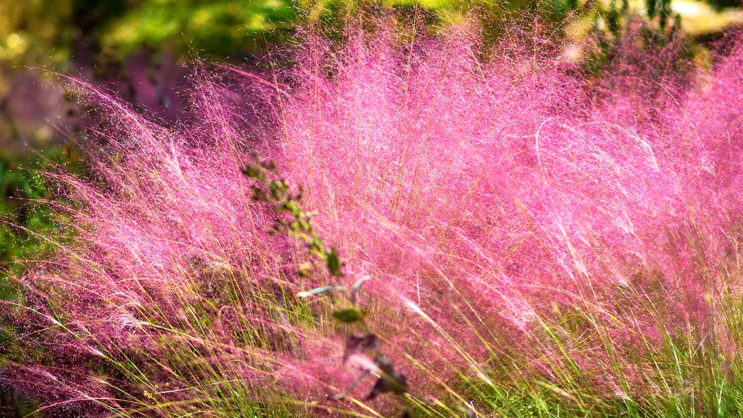 Pink muhly grass yard