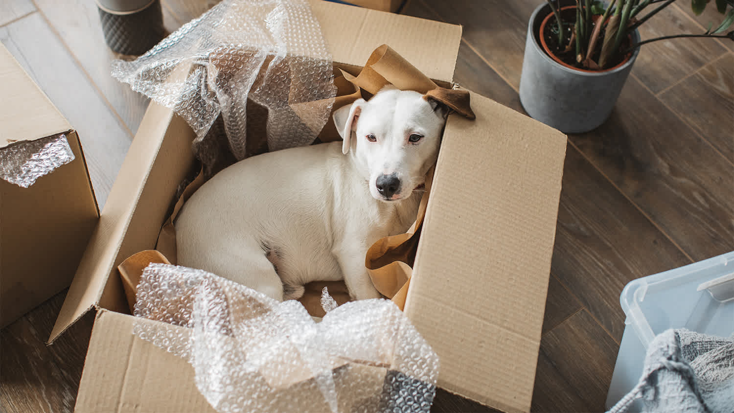 dog laying in a box getting ready to move into new home