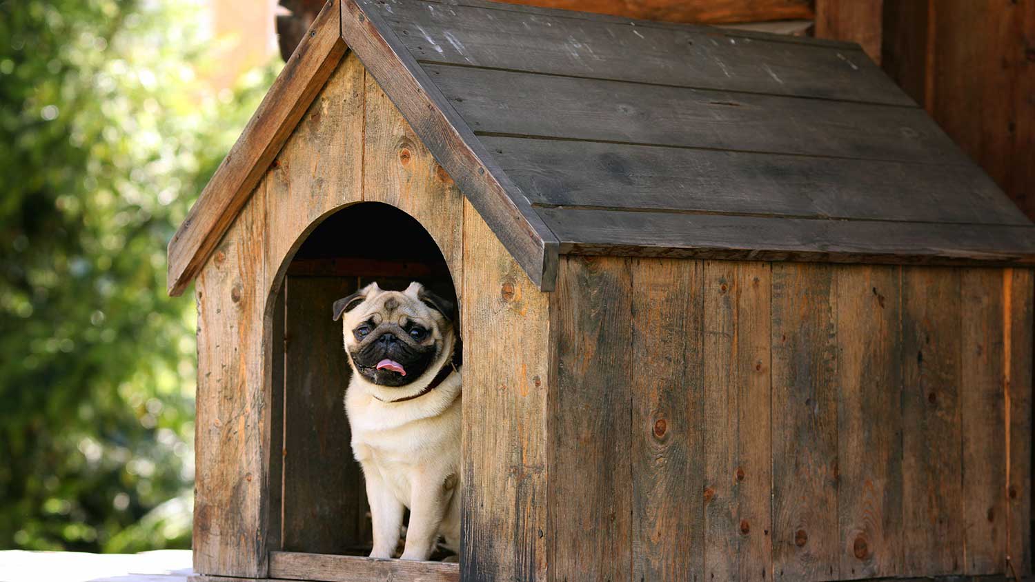 Dog in a wooden dog house
