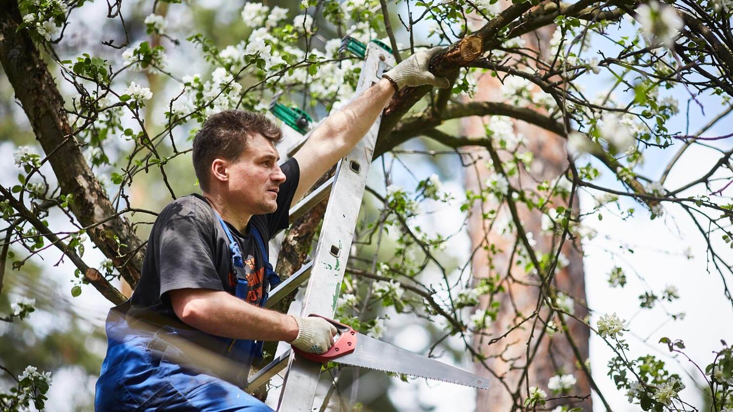 A professional trimming a tree
