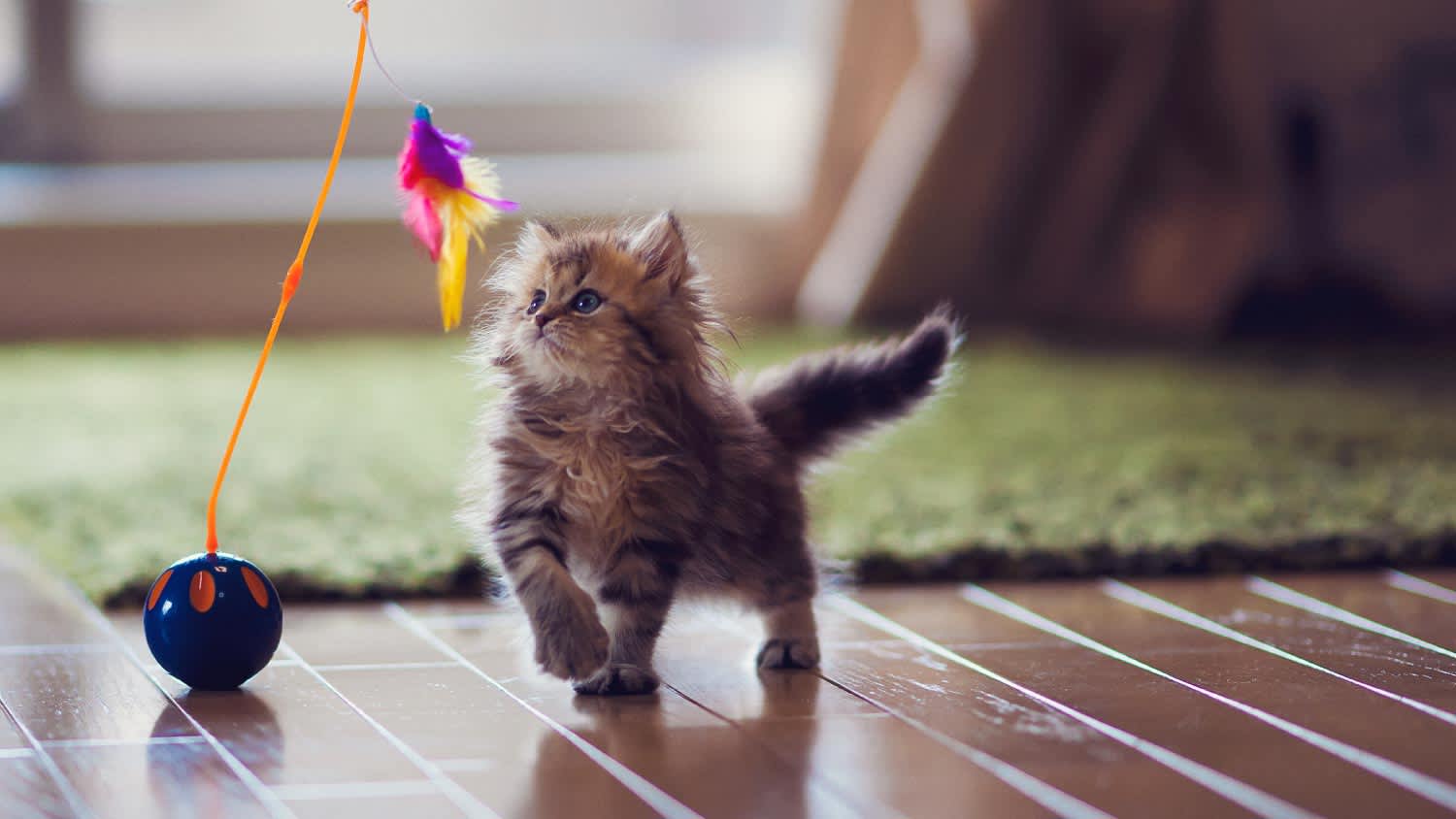 A kitten playing with feather toy