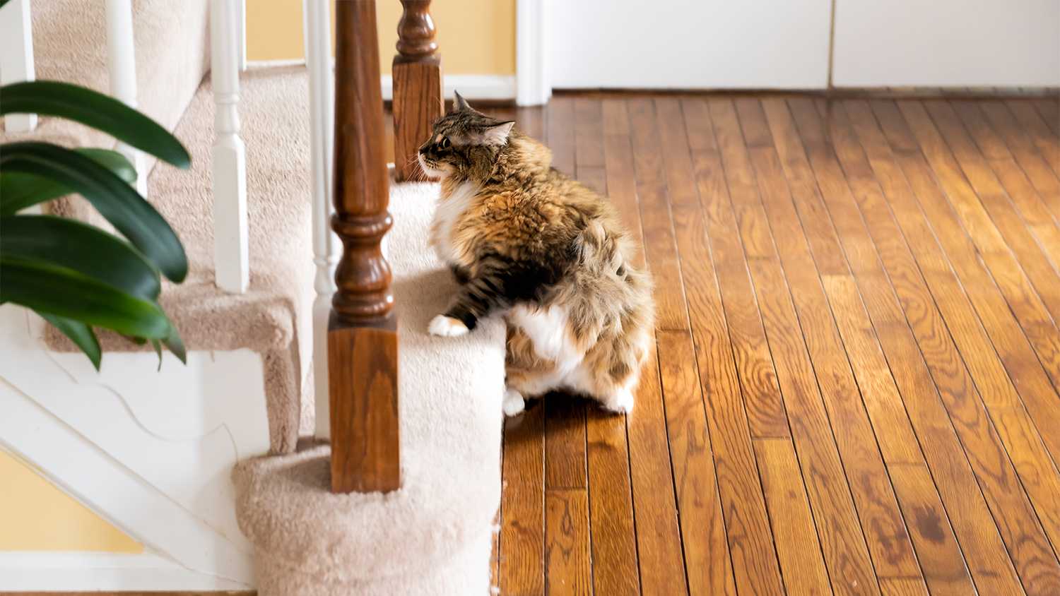 cat on wood floor running up stairs